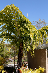 Giant Fishtail Palm (Caryota obtusa) at A Very Successful Garden Center