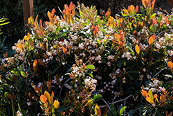 Coppertone Loquat (Rhaphiolepis 'Coppertone') at A Very Successful Garden Center