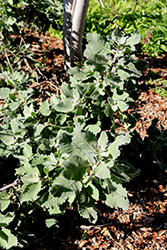Thickleaf Yerba Santa (Eriodictyon crassifolium) at A Very Successful Garden Center