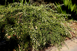 White Wings Grevillea (Grevillea 'White Wings') at Stonegate Gardens