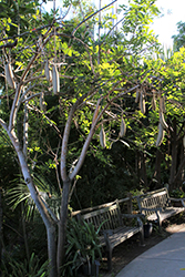 Sausage Tree (Kigelia pinnata) at A Very Successful Garden Center