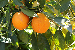 Washington Navel Orange (Citrus sinensis 'Washington Navel') at A Very Successful Garden Center