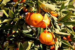 Dancy Tangerine (Citrus reticulata 'Dancy') at Lakeshore Garden Centres