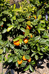 Murcott Mandarin (Citrus reticulata 'Murcott') at A Very Successful Garden Center