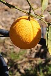 Lane Late Navel Orange (Citrus sinensis 'Lane Late') at A Very Successful Garden Center