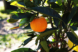 Gold Nugget Mandarin (Citrus reticulata 'Gold Nugget') at Lakeshore Garden Centres