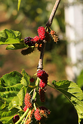 Black Mulberry (Morus nigra) at A Very Successful Garden Center