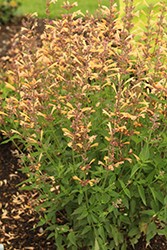 Meant To Bee Queen Nectarine Anise Hyssop (Agastache 'Queen Nectarine') at Stonegate Gardens
