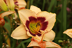 Blueberry Candy Daylily (Hemerocallis 'Blueberry Candy') at Lakeshore Garden Centres