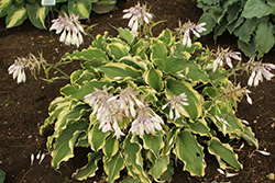 Shadowland Voices In The Wind Hosta (Hosta 'Voices In The Wind') at Stonegate Gardens