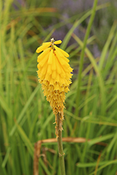 Sally's Comet Torchlily (Kniphofia 'Sally's Comet') at Stonegate Gardens