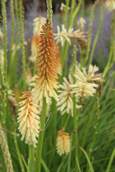Toffee Nosed Torchlily (Kniphofia 'Toffee Nosed') at Lakeshore Garden Centres