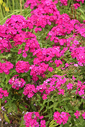 Luminary Ultraviolet Garden Phlox (Phlox paniculata 'Ultraviolet') at A Very Successful Garden Center