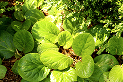 Fringed Bergenia (Bergenia ciliata) at Lakeshore Garden Centres