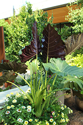 Mythic Regal Shields Elephant Ears (Alocasia 'Regal Shields') at A Very Successful Garden Center