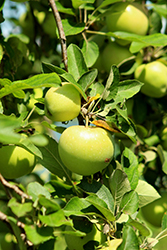 Jonadel Apple (Malus 'Jonadel') at A Very Successful Garden Center