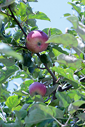 Paula Red Apple (Malus 'Paulared') at Lakeshore Garden Centres
