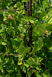 Sunset Runner Bean (Phaseolus coccineus 'Sunset') at A Very Successful Garden Center