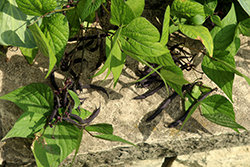 Velour Bush Bean (Phaseolus vulgaris 'Velour') at A Very Successful Garden Center