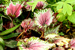 Jurassic Jr. Berry Swirl Begonia (Begonia 'Jurassic Jr. Berry Swirl') at A Very Successful Garden Center
