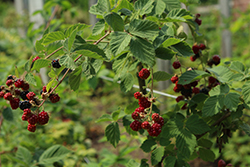 Chester Thornless Blackberry (Rubus 'Chester') at Stonegate Gardens