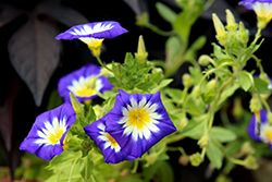 Blue Ensign Dwarf Morning Glory (Convolvulus tricolor 'Blue Ensign') at A Very Successful Garden Center