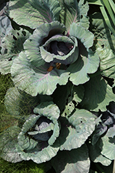 Mammoth Red Rock Cabbage (Brassica oleracea var. capitata 'Mammoth Red Rock') at A Very Successful Garden Center