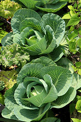 Storage No. 4 Cabbage (Brassica oleracea var. capitata 'Storage 4') at A Very Successful Garden Center