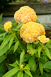 Twisted Yellow Celosia (Celosia cristata 'Twisted Yellow') at A Very Successful Garden Center