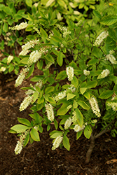 Sugartina Crystalina Summersweet (Clethra alnifolia 'Crystalina') at A Very Successful Garden Center