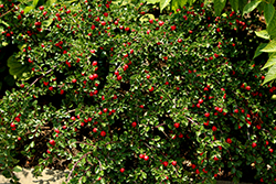 Ursynow Cotoneaster (Cotoneaster dammeri 'Ursynow') at Lakeshore Garden Centres