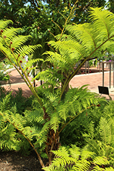 Rough Tree Fern (Cyathea australis) at A Very Successful Garden Center