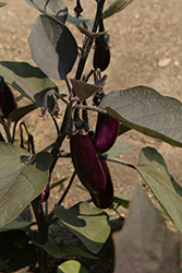 Slim Jim Eggplant (Solanum melongena 'Slim Jim') at A Very Successful Garden Center