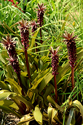 African Night Pineapple Lily (Eucomis 'African Night') at A Very Successful Garden Center
