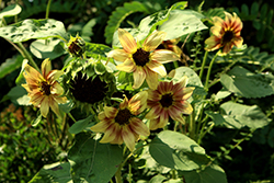 ProCut Plum Sunflower (Helianthus annuus 'ProCut Plum') at Lakeshore Garden Centres