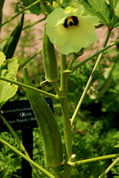 Lee Okra (Abelmoschus esculentus 'Lee') at A Very Successful Garden Center