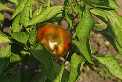 Bull Nose Pepper (Capsicum annuum 'Bull Nose') at A Very Successful Garden Center