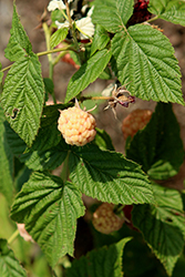 Anne Raspberry (Rubus idaeus 'Anne') at Lakeshore Garden Centres