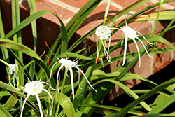 Spider Lily (Hymenocallis acutifolia) at Stonegate Gardens