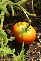Silvery Fir Tree Tomato (Solanum lycopersicum 'Silvery Fir Tree') at A Very Successful Garden Center