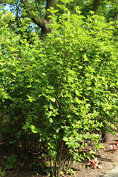 Northern Burgundy Viburnum (Viburnum dentatum 'Morton') at Lakeshore Garden Centres