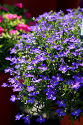Magadi Compact Dark Blue Lobelia (Lobelia erinus 'Magadi Compact Dark Blue') at A Very Successful Garden Center
