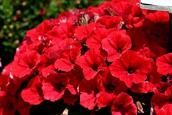 CannonBall Red Petunia (Petunia 'Balcanned') at A Very Successful Garden Center