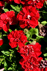 Vogue Red Double Petunia (Petunia 'Balvoged') at A Very Successful Garden Center