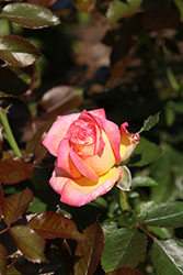 Enchanted Peace Rose (Rosa 'MEIzoloi') at A Very Successful Garden Center