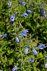 Patio Deep Blue Salvia (Salvia patens 'Patio Deep Blue') at A Very Successful Garden Center