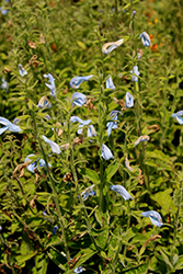 Patio Sky Blue Salvia (Salvia patens 'Patio Sky Blue') at A Very Successful Garden Center