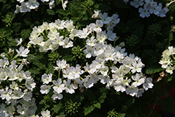 Beats White Verbena (Verbena 'KLEVP20062') at A Very Successful Garden Center