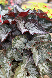 Jurassic Megalo Croc Begonia (Begonia 'Jurassic Megalo Croc') at A Very Successful Garden Center