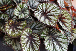 Jurassic Megalo Reptile Begonia (Begonia 'Jurassic Megalo Reptile') at A Very Successful Garden Center